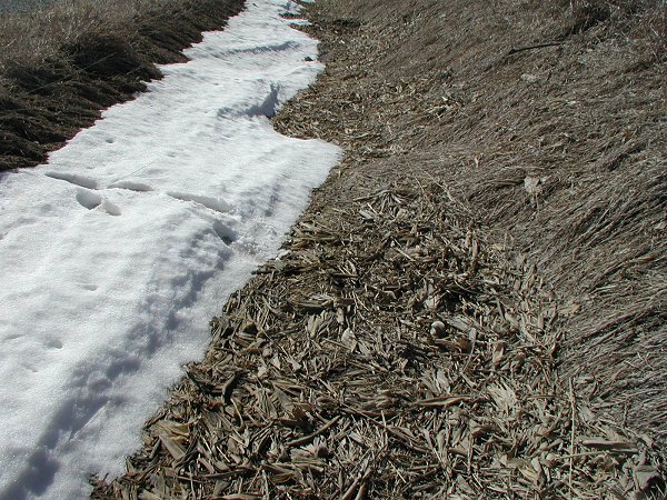 Ground cover