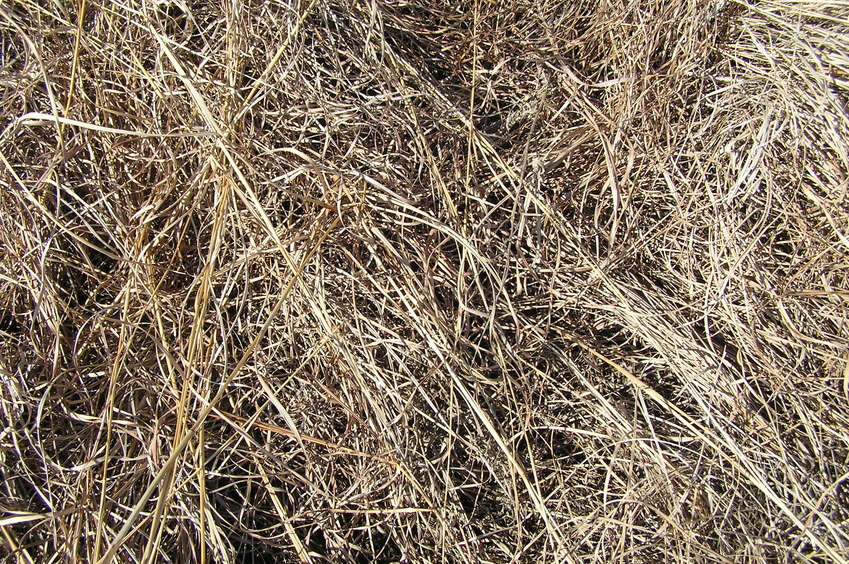 Ground cover at the confluence point.