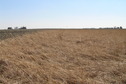 #7: View to the south from the confluence.