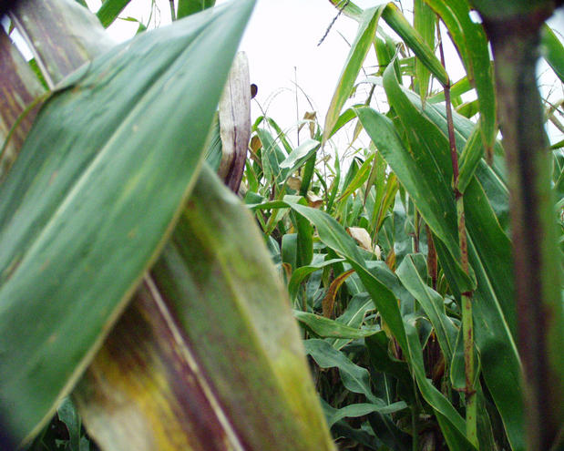 walking down one of the corn rows