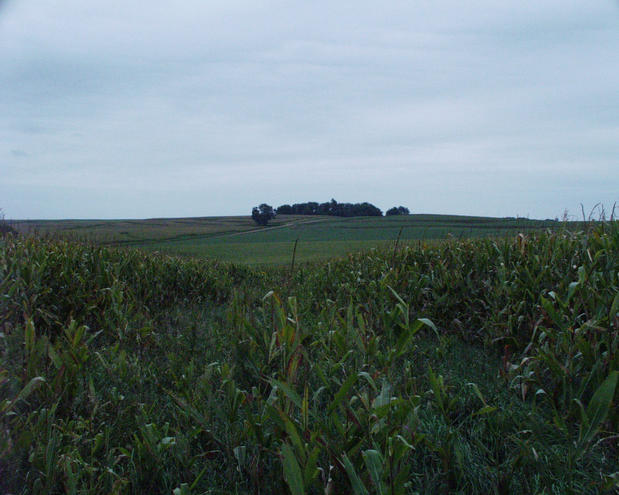 looking south from a clearing near the confluence point