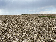 #4: View to the north from the confluence point. 