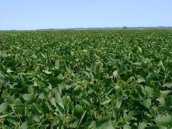 Beans as far as the eye can see