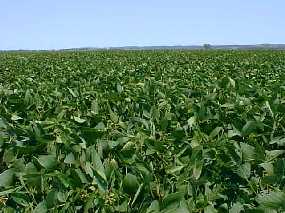 #1: Beans as far as the eye can see