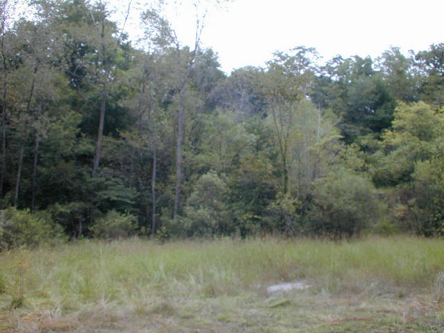 East of the confluence, trees obscure rock walls.