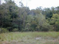 #2: East of the confluence, trees obscure rock walls.