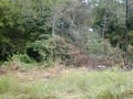 #3: Looking north.  Some grass and a tree show evidence of a recent fire.