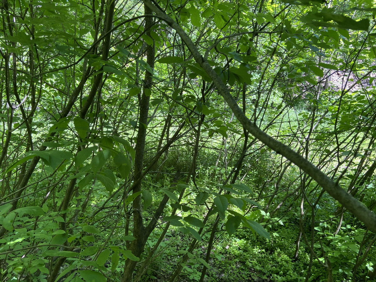 View to the north from the confluence point. 