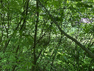 #2: View to the north from the confluence point. 