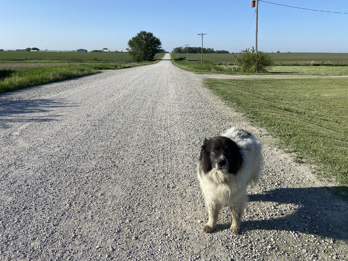 Connie the confluence dog and the nearest road to the confluence point.