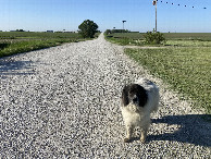 #9: Connie the confluence dog and the nearest road to the confluence point.