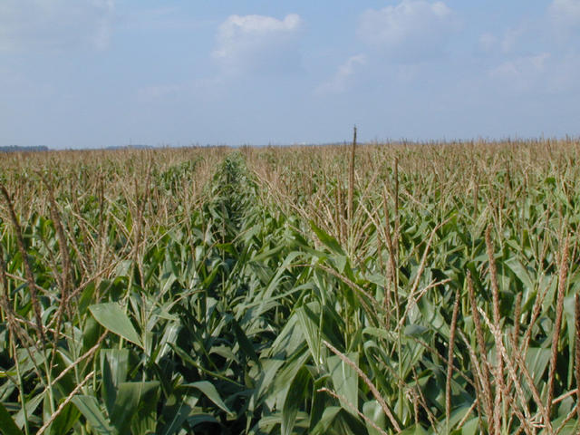 From confluence, looking north just above the corn tops.