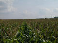 #2: The view southward from the confluence, again with camera held high.