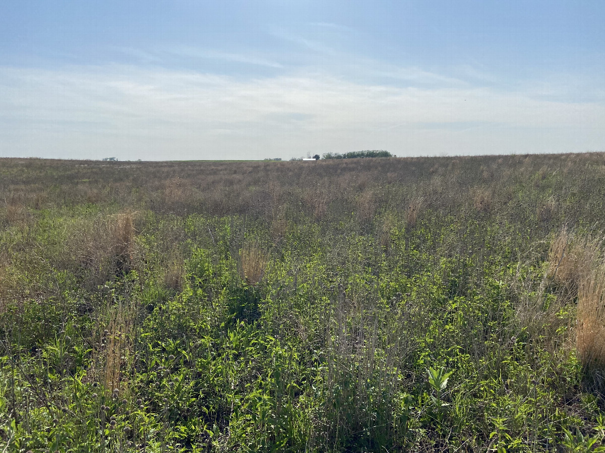 Looking west from the confluence point. 