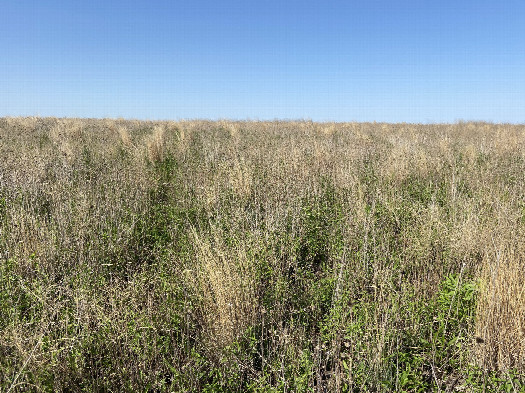 #1: Site of 43° north 95° west in the foreground, looking north east.