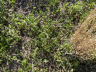 #8: Ground cover at the confluence point.