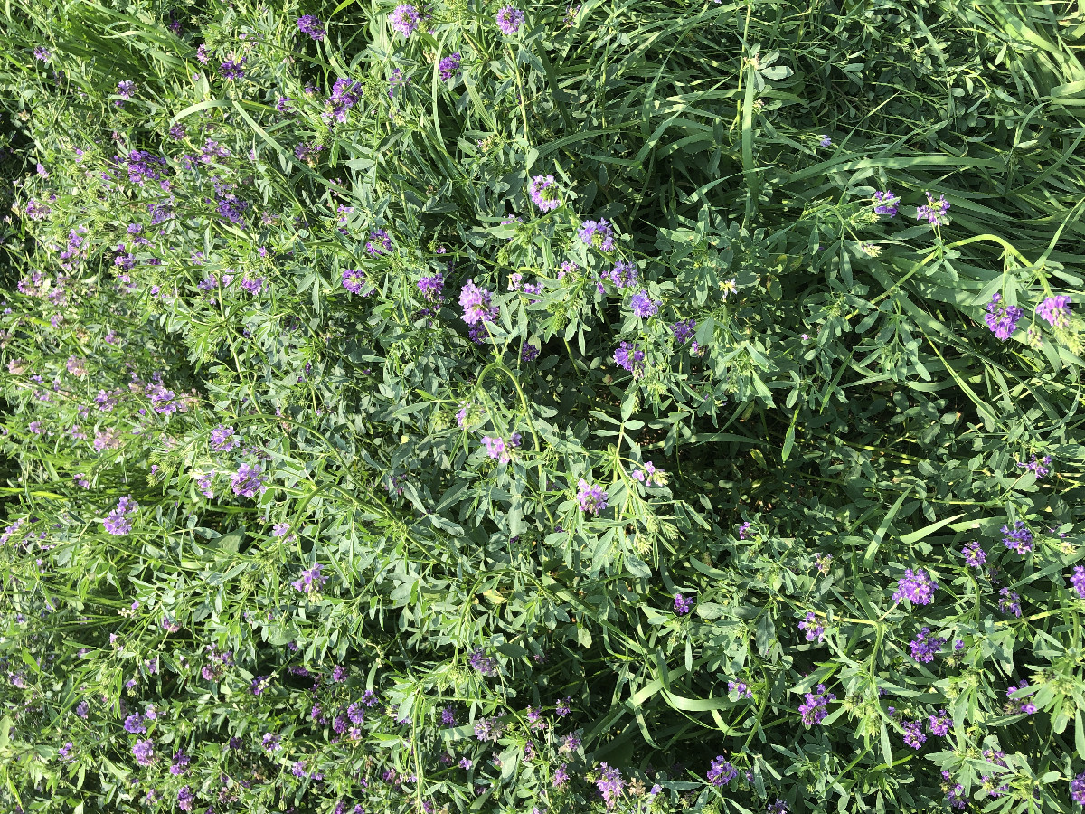 Ground Cover in Northwest Iowa