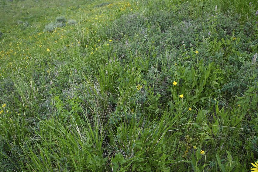 The confluence point lies on a steep, west-facing hillside of Bergeson Hill, with abundant wildflowers