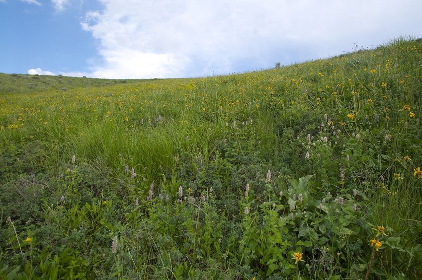 View East (up the hillside, towards the dirt road, just 260 feet away)