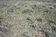 #5: Ground cover at the confluence point