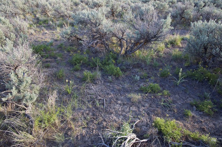 The confluence point lies within a patch of sagebrush desert