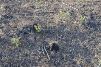 #1: The confluence point lies near the top of a grassy hill