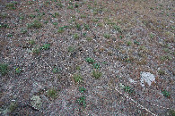 #5: Ground cover at the confluence point