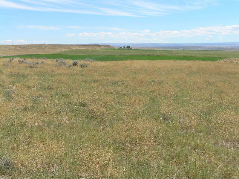 View to the south from the confluence point.