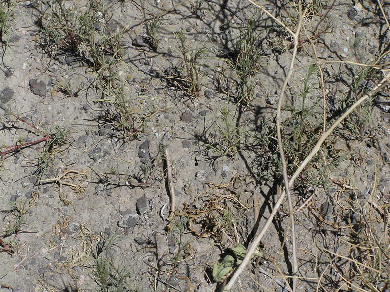 Groundcover at the confluence point.