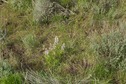 #5: The confluence point lies on a grassy hillside, with sagebrush and lupine scattered nearby