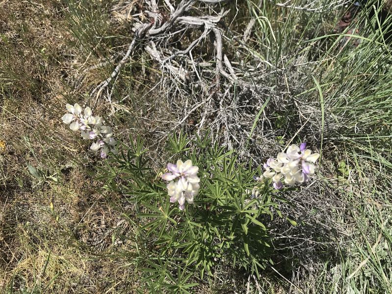 Ground cover at the confluence. 