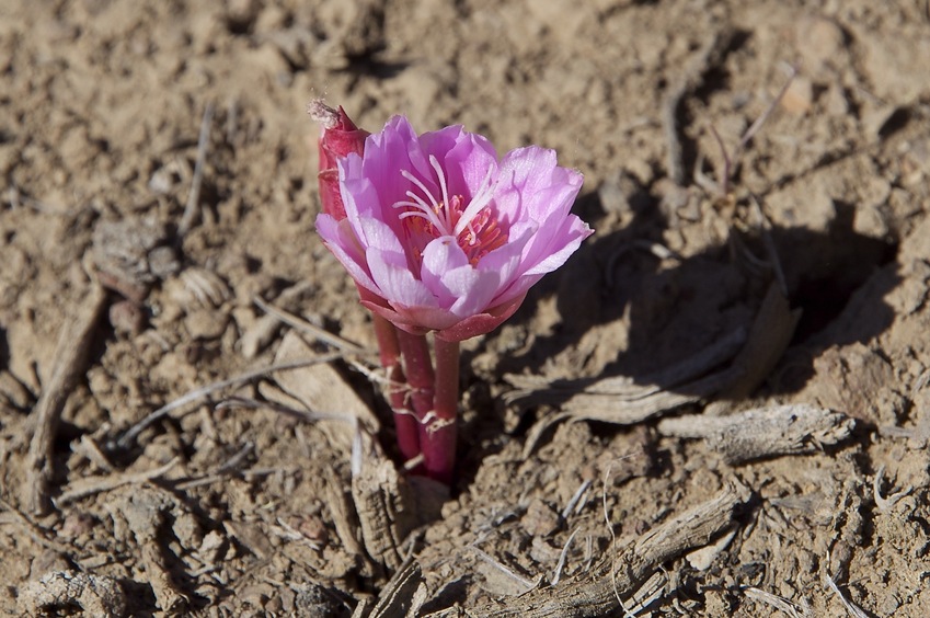 A wildflower growing near the confluence point