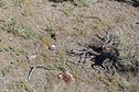 #5: The confluence point lies on a small, sparsely-vegetated ridge top