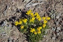 #8: Wildflowers growing near the confluence point