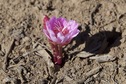 #9: A wildflower growing near the confluence point