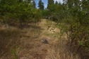 #5: The confluence point lies on a slope, on the north bank of Butcher Creek