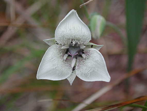 A flower seen while hiking