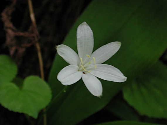 Queen's Cup in bloom at 47N 116W