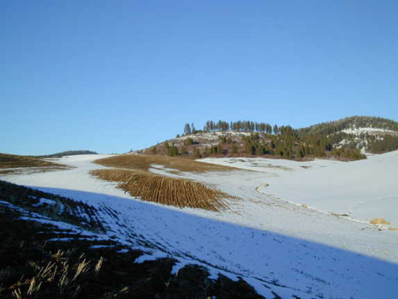 Nearby fields and forest