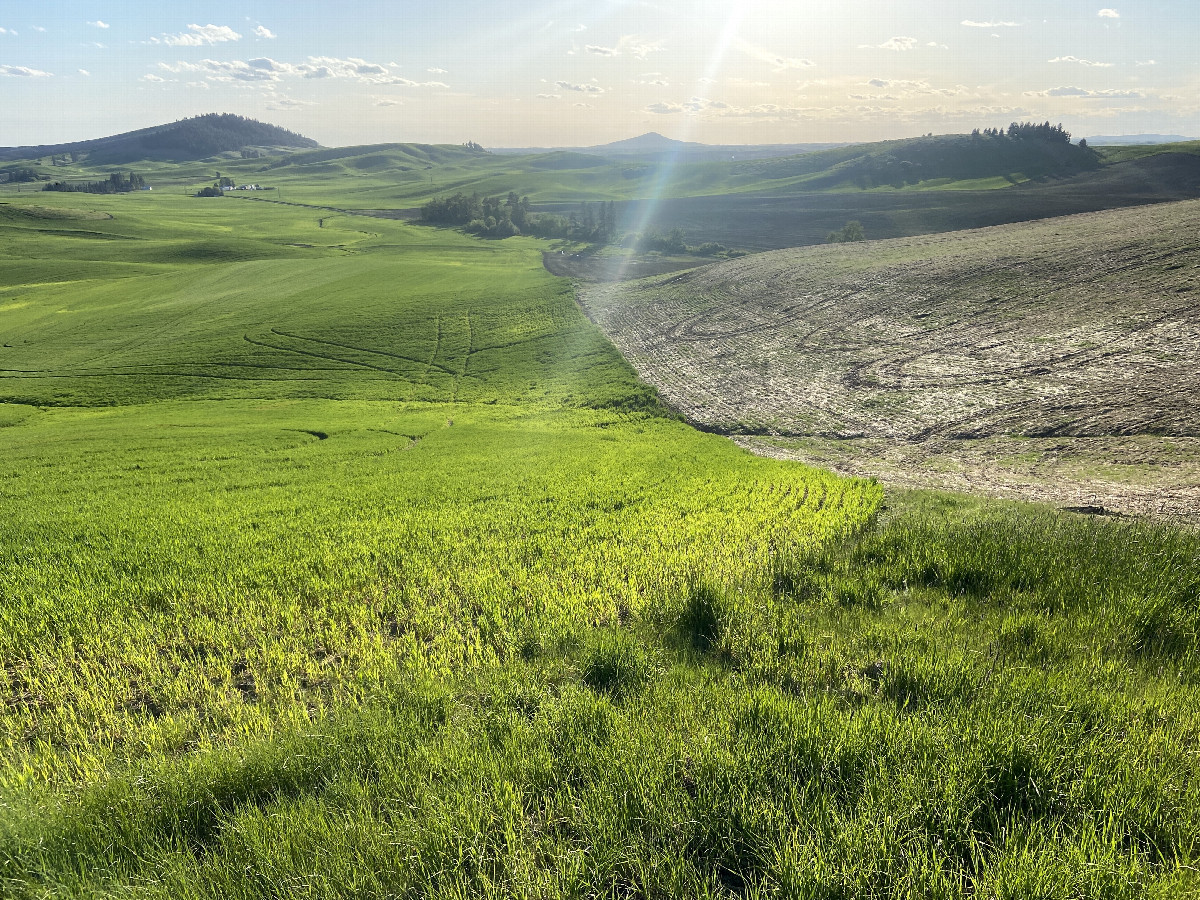 View of the nearest road to the west of confluence… Down this slope in the distance.  