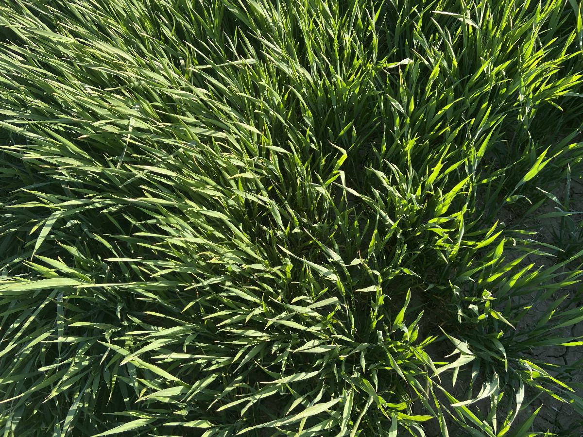 Ground cover at the confluence point. 