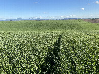 #4: View to the south from the confluence point.  