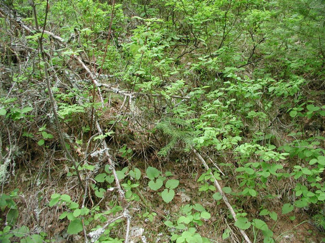 Looking south at the hillside