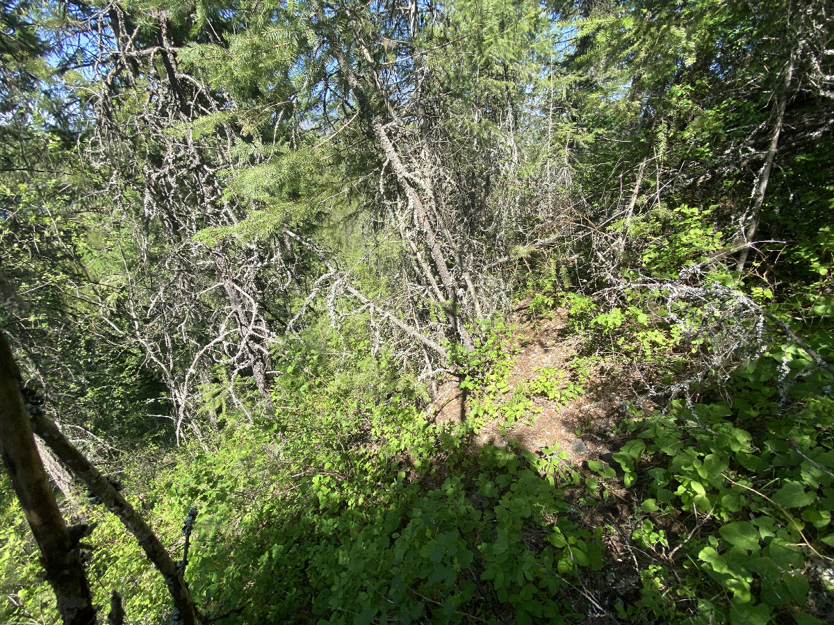 The confluence of 48° north 117° west, in the foreground, looking Northeast. 