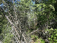 #3: View to the east from the confluence point. 