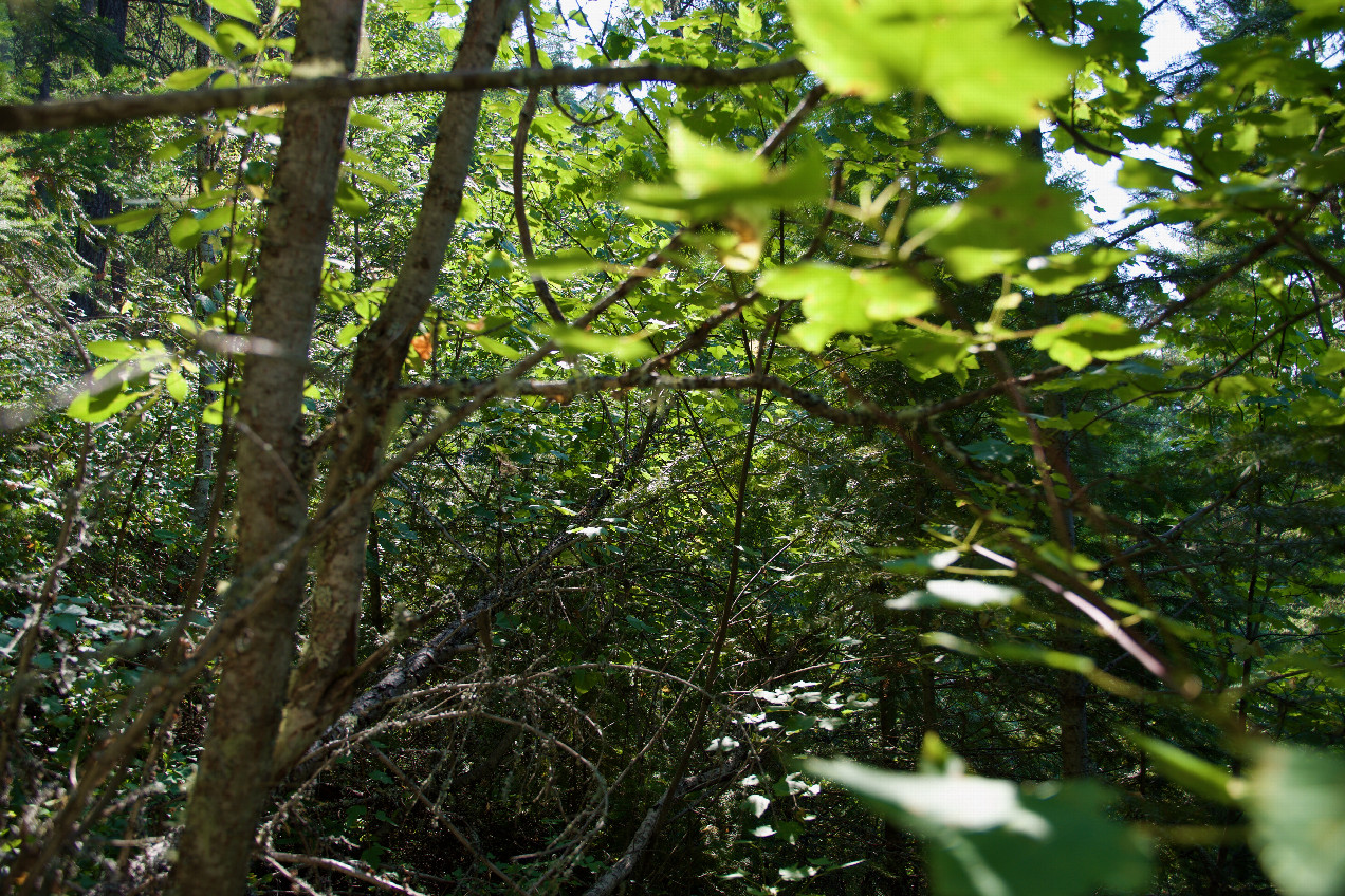 The confluence point lies in a forest, on a very steep slope.  (This is also a view to the West.)