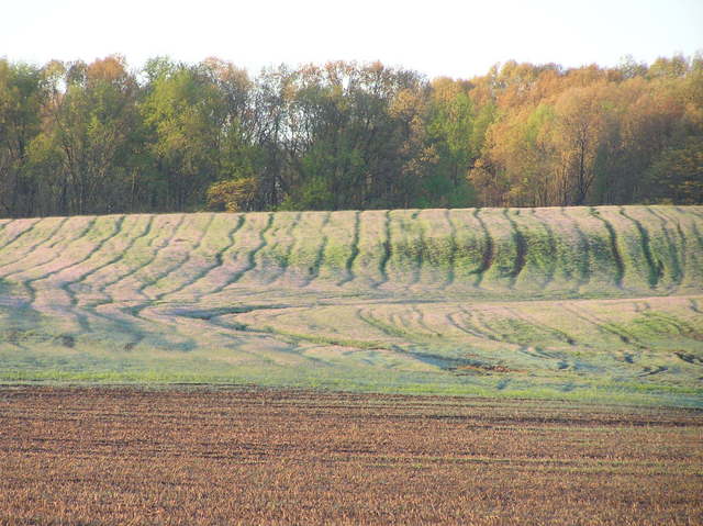 Confluence of 38 North 89 West in southern Illinois, USA, looking south.