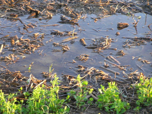 Groundcover in wet field of last year's corn remains.