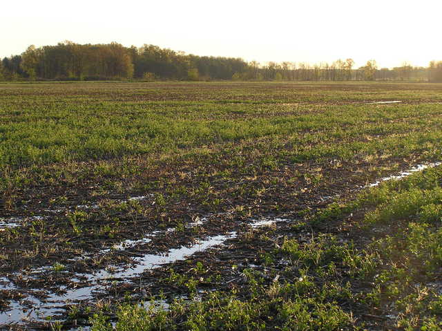 View to the northeast from the confluence.