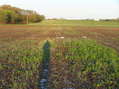 #7: View to the west from the confluence.